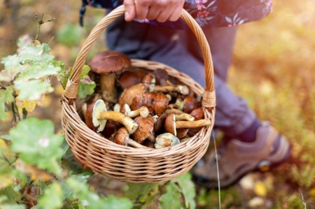 Grzybobranie w przedszkolu