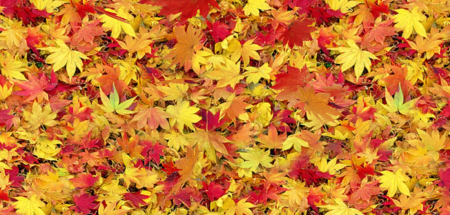 Liście, listki, listeczki ...