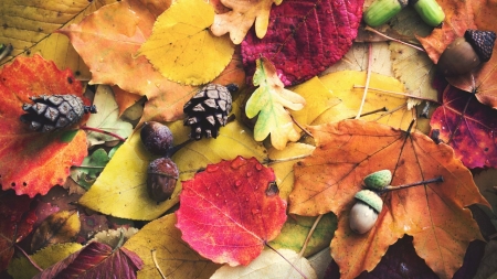 WIERSZ I PIOSENKA DO NAUKI -LISTOPAD