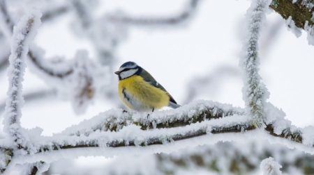 My o zwierzęta zawsze dbamy, więc je zimą dokarmiamy…