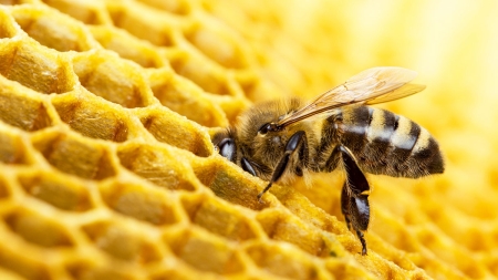 Fascynujący świat pszczół 